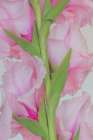 USA, Washington State, Seabeck. Gladiola flowers and stem close-up. Art Print